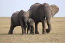 Οι ελέφαντες θρηνούν τους νεκρούς τους, σύμφωνα με τους επιστήμονες (Βίντεο)