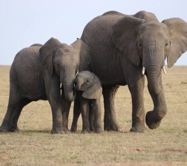 Οι ελέφαντες θρηνούν τους νεκρούς τους, σύμφωνα με τους επιστήμονες (Βίντεο)