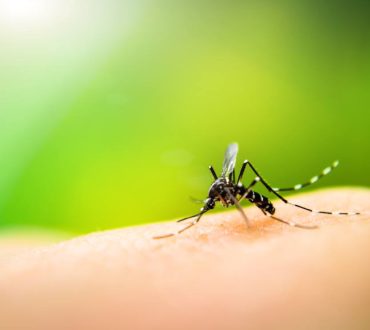Γενετικά τροποποιημένα κουνούπια για τον περιορισμό των ασθενειών- Κι αν κάτι πάει στραβά;