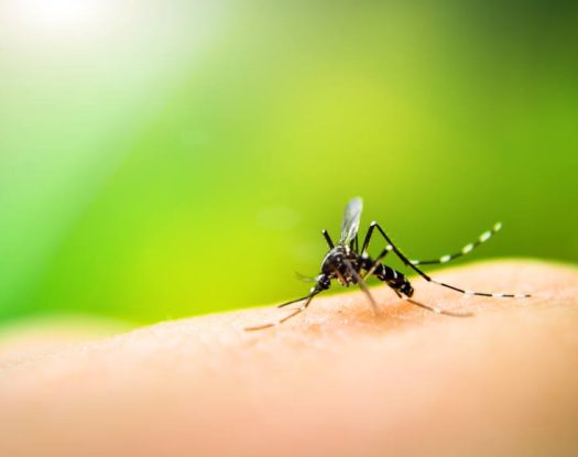 Γενετικά τροποποιημένα κουνούπια για τον περιορισμό των ασθενειών- Κι αν κάτι πάει στραβά;
