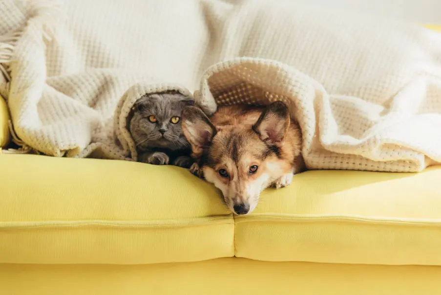 We do care pet: Η ασφάλιση κατοικιδίων είναι πλέον γεγονός και αξίζει!