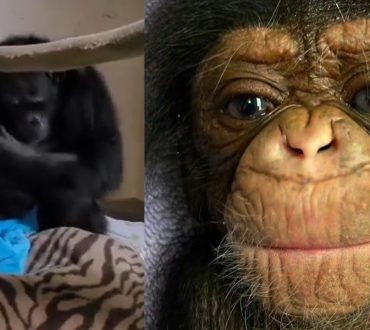 Συγκινητικό βίντεο: Μαμά χιμπατζής αγκαλιάζει για πρώτη φορά το μωράκι της δύο μέρες μετά τη γέννα με καισαρική