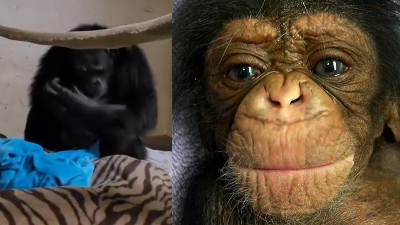 Συγκινητικό βίντεο: Μαμά χιμπατζής αγκαλιάζει για πρώτη φορά το μωράκι της δύο μέρες μετά τη γέννα με καισαρική