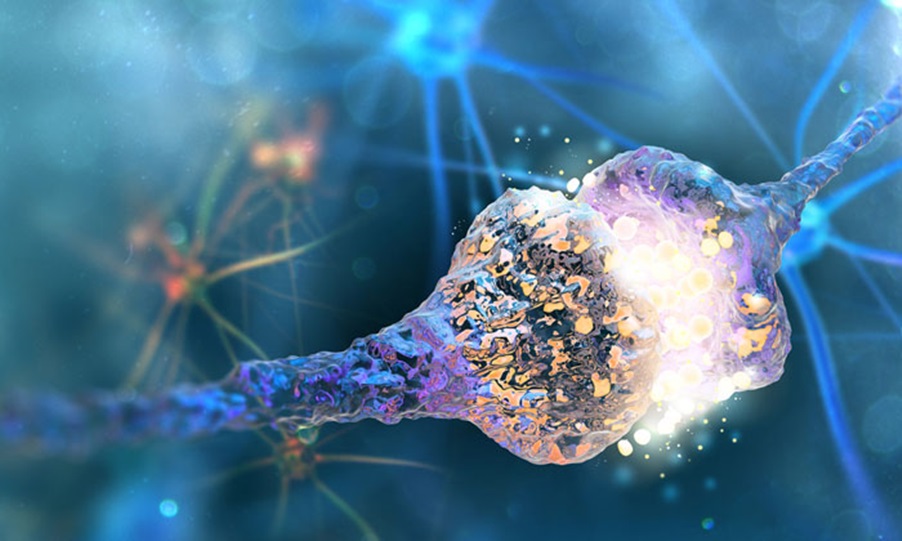 Σπουδαία ανακάλυψη: Εντόπισαν νευρώνες που αποκαθιστούν το βάδισμα σε άτομα με παράλυση