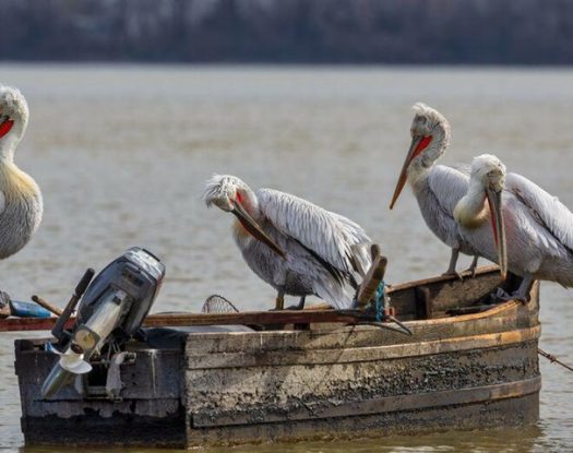 «Θερίζει» η γρίπη των πτηνών | Μεγάλες απώλειες στην Ευρώπη, θανατώθηκαν πάνω από 50 εκατ. πουλιά