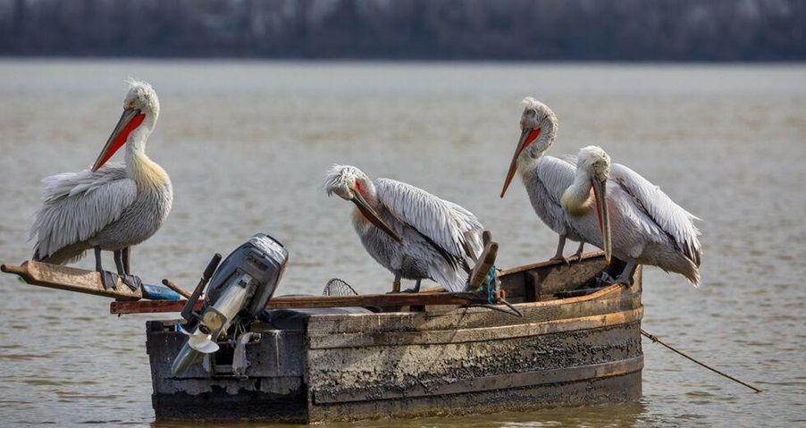 «Θερίζει» η γρίπη των πτηνών | Μεγάλες απώλειες στην Ευρώπη, θανατώθηκαν πάνω από 50 εκατ. πουλιά