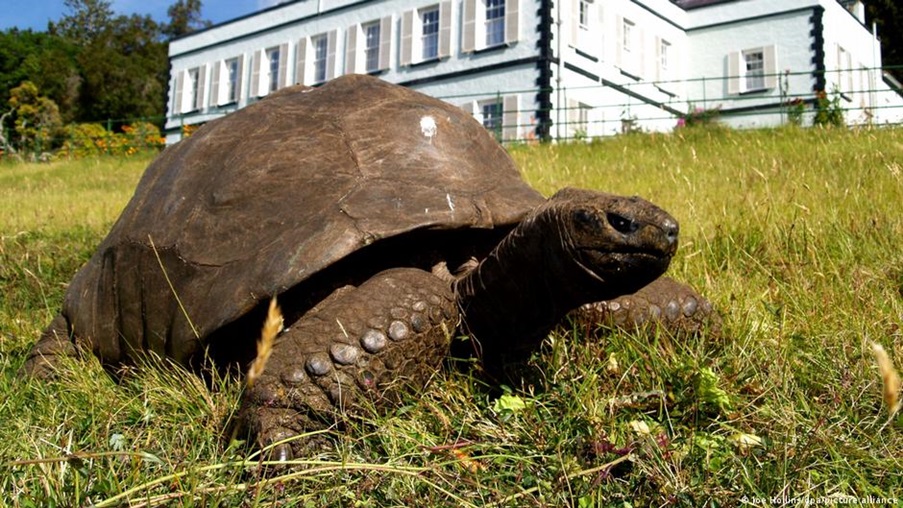 Υπεραιωνόβια χελώνα 190 ετών γιόρτασε τα γενέθλια της!