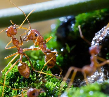 Τα κόκκινα μυρμήγκια μεταναστεύουν και απειλούν τα νέα οικοσυστήματα | Πως έφτασαν στην άκρη της Γης