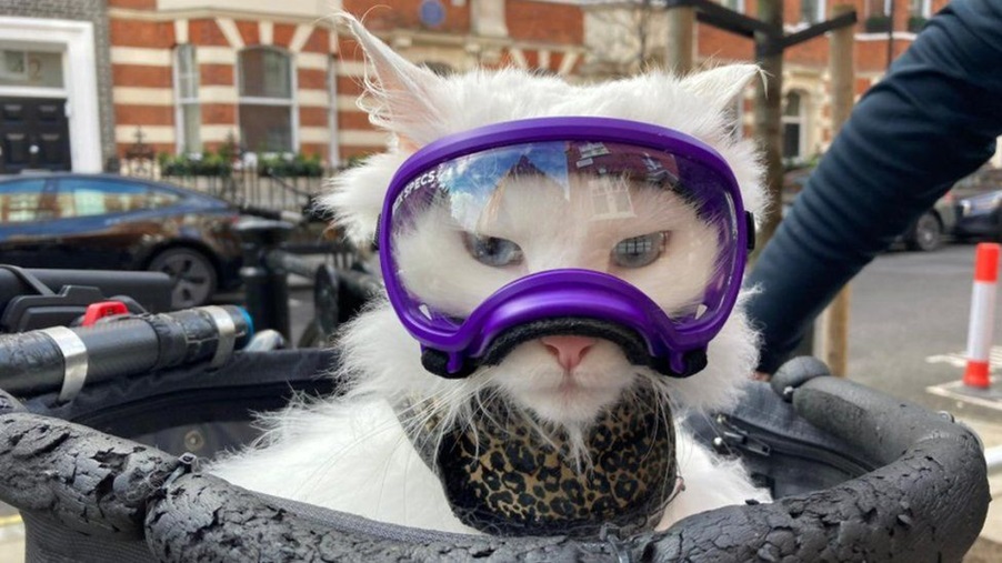 Γνωρίστε τη Σίγκριντ, την κουφή λευκή γάτα που εξερευνά το Λονδίνο με ποδήλατο! (βίντεο)