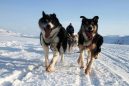 SOS από τα σκυλιά στην Αρκτική | Έχουν επηρεαστεί από την κλιματική αλλαγή