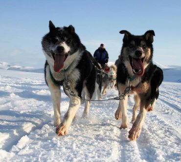 SOS από τα σκυλιά στην Αρκτική | Έχουν επηρεαστεί από την κλιματική αλλαγή