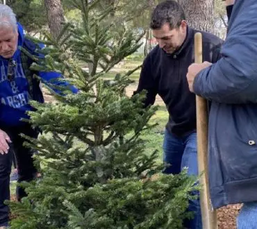 Τα χριστουγεννιάτικα δέντρα των σταθμών της ΣΤΑ.ΣΥ φυτεύτηκαν σε καμένες εκτάσεις της Βαρυμπόμπης