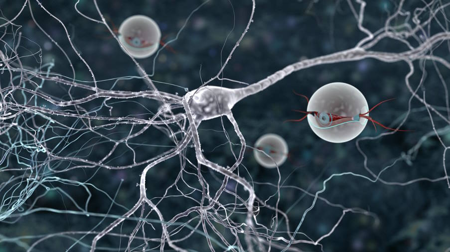 Ανακάλυψη: Ερευνητές δημιουργούν νέα εγκεφαλικά κύτταρα σε ενήλικες
