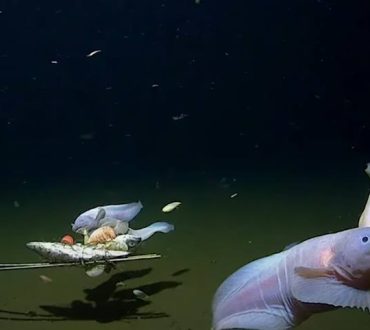 Μοναδική ανακάλυψη: Επιστήμονες κατέγραψαν ψάρι να κολυμπάει στα 8.336 μέτρα! (βίντεο)
