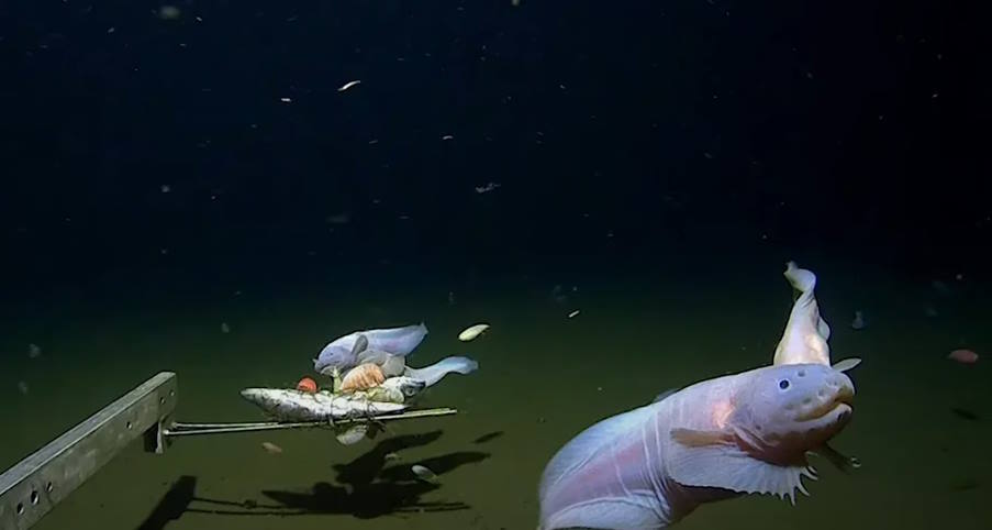 Μοναδική ανακάλυψη: Επιστήμονες κατέγραψαν ψάρι να κολυμπάει στα 8.336 μέτρα! (βίντεο)