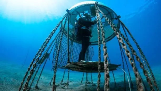 Nemo’s Garden: Είναι το μέλλον της γεωργίας υποθαλάσσιο;
