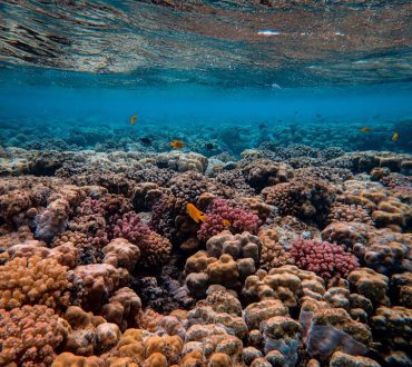 Ερυθρά Θάλασσα | Θανάσιμη επιδημία αφανίζει τους αχινούς και τους κοραλλιογενείς υφάλους