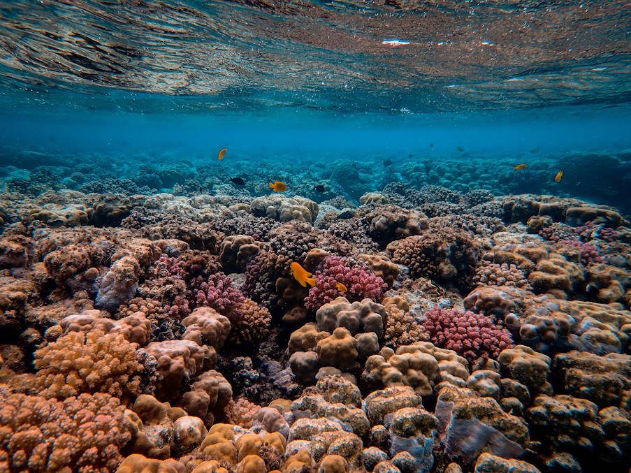 Ερυθρά Θάλασσα | Θανάσιμη επιδημία αφανίζει τους αχινούς και τους κοραλλιογενείς υφάλους