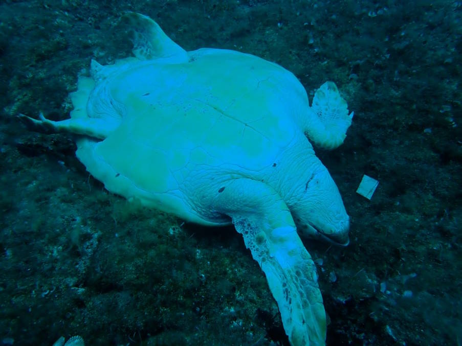 Νάξος | Θαλάσσια χελώνα βρέθηκε νεκρή με μαχαιριά στο λαιμό