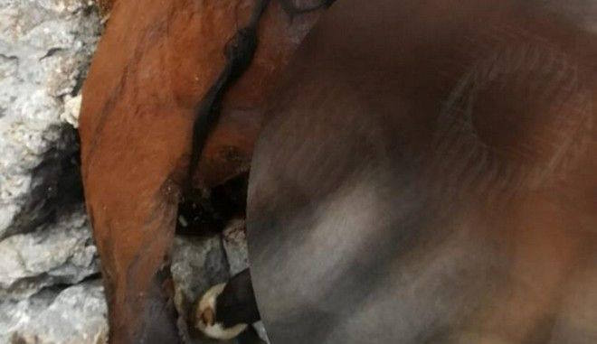 Πάρνηθα: Δύο άλογα βρέθηκαν νεκρά σε γκρεμό έπειτα από εγκατάλειψη του ιδιοκτήτη τους (σκληρές εικόνες)