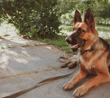 Σκυλίτσα περιφερόταν στους δρόμους με το αγαπημένο της παιχνίδι, μετά το θάνατο του ιδιοκτήτη της