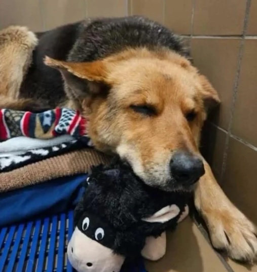 Uma cadela perambulava pelas ruas com seu brinquedo favorito, após a morte de seu dono