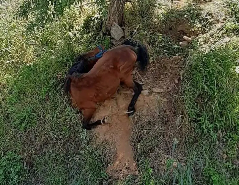 Τζια: Σοκ προκαλούν οι εικόνες κακοποίησης αλόγου. Κρεμόταν σε πλαγιά με δεμένα τα πόδια του