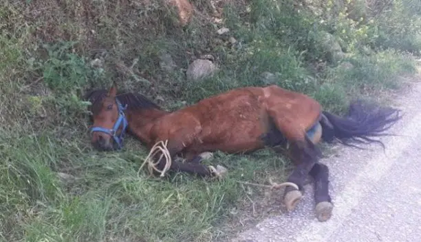 Τζια: Σοκ προκαλούν οι εικόνες κακοποίησης αλόγου. Κρεμόταν σε πλαγιά με δεμένα τα πόδια του