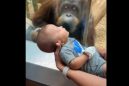 Συγκινητικό βίντεο: Ουρακοτάγκος σε ζωολογικό κήπο ζητά να δει από κοντά το μωρό επισκεπτών