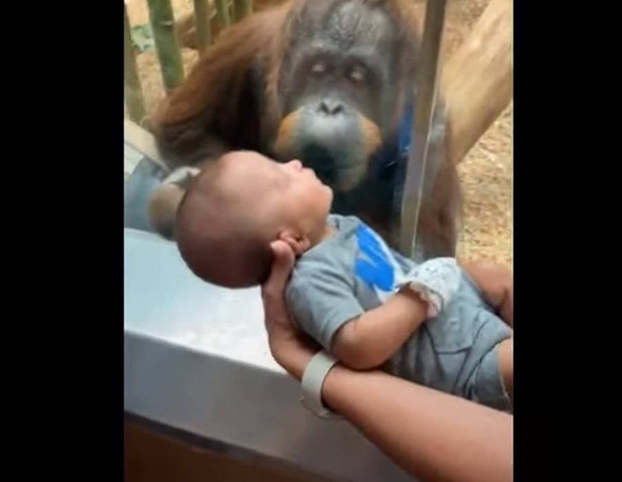 Συγκινητικό βίντεο: Ουρακοτάγκος σε ζωολογικό κήπο ζητά να δει από κοντά το μωρό επισκεπτών