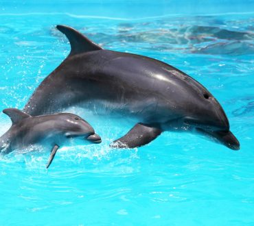 Τα δελφίνια μιλούν... μωρουδίστικα στα παιδιά τους όπως οι άνθρωποι (βίντεο)