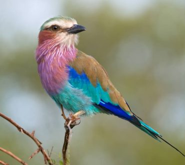 Η Ευρώπη έχει χάσει πάνω από μισό δισεκατομμύριο πουλιά μέσα σε 40 χρόνια! Οι κυριότερες αιτίες