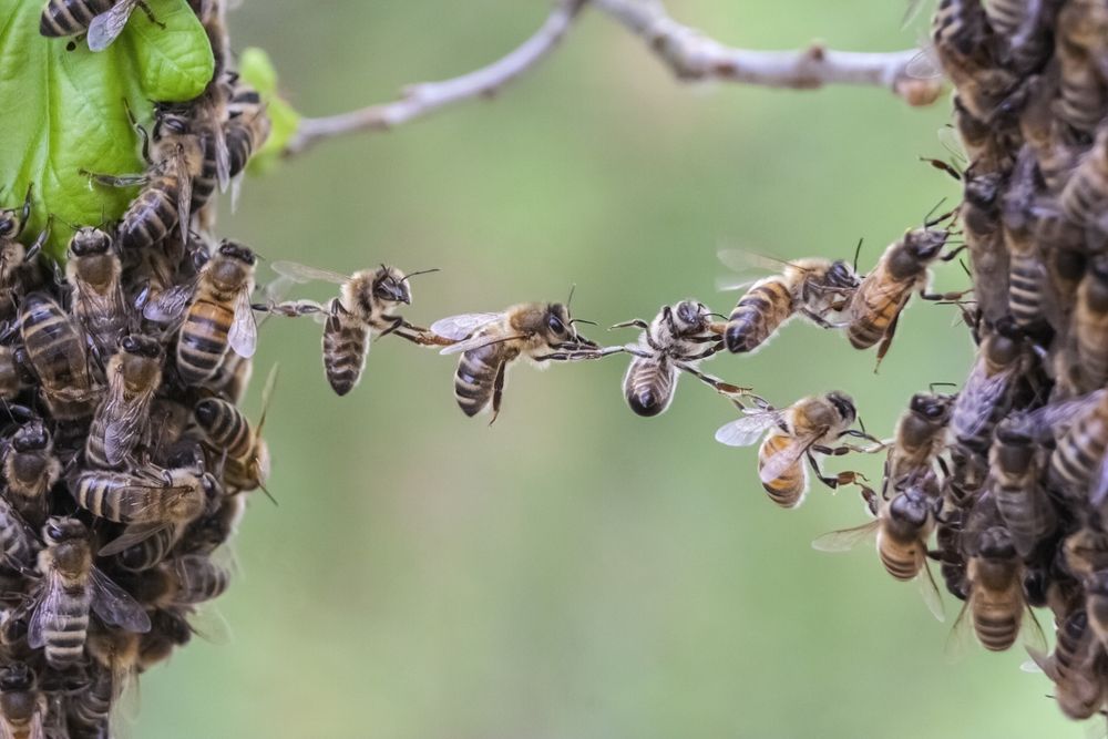 Γιατί χρειαζόμαστε τις μέλισσες και πώς μπορούμε να διαφυλάξουμε την ύπαρξή τους (explainer video)