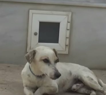 Ο «Χάτσικο» της Κορινθίας: Σκύλος κοιμάται στον τάφο του ανθρώπου που τον μεγάλωσε (βίντεο)