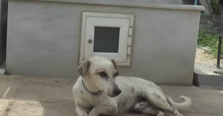 Ο «Χάτσικο» της Κορινθίας: Σκύλος κοιμάται στον τάφο του ανθρώπου που τον μεγάλωσε (βίντεο)