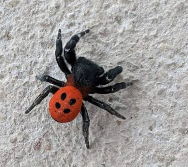 Σπάνια αράχνη - πασχαλίτσα που ανήκει στα απειλούμενα είδη εμφανίστηκε στη Θεσπρωτία