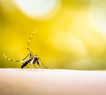Η «επέλαση» των κουνουπιών: Γιατί αυξήθηκε ο κίνδυνος μετάδοσης σοβαρών ασθενειών φέτος