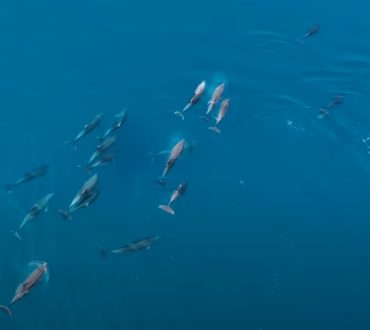 Κοπάδι δελφινιών πραγματοποιεί την ομορφότερη θαλασσογραφία του καλοκαιριού (βίντεο)