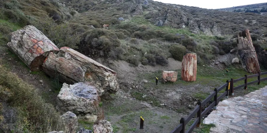 Μυτιλήνη: Το Μουσείο Φυσικής Ιστορίας Απολιθωμένου Δάσους στην Παγκόσμια Έκθεση Παρατήρησης Πουλιών