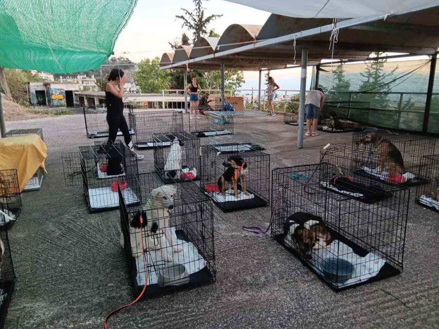 Πυρόπληκτα ζώα: Στο Γαλάτσι μεταφέρθηκαν 148 σκυλιά και γάτες από Κερατέα, Καλύβια, Λαγονήσι -Οι ανάγκες