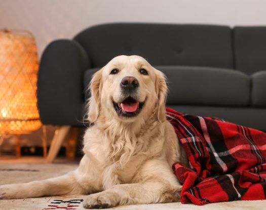 Σκύλοι υπηρεσιών ψυχικής υγείας: Τα οφέλη της συντροφιάς τους σε άτομα με ψυχικές ασθένειες