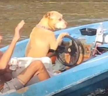 Φλόριντα: Σκύλος οδηγεί σκάφος και κάνει βόλτα τον ιδιοκτήτη του! (βίντεο)