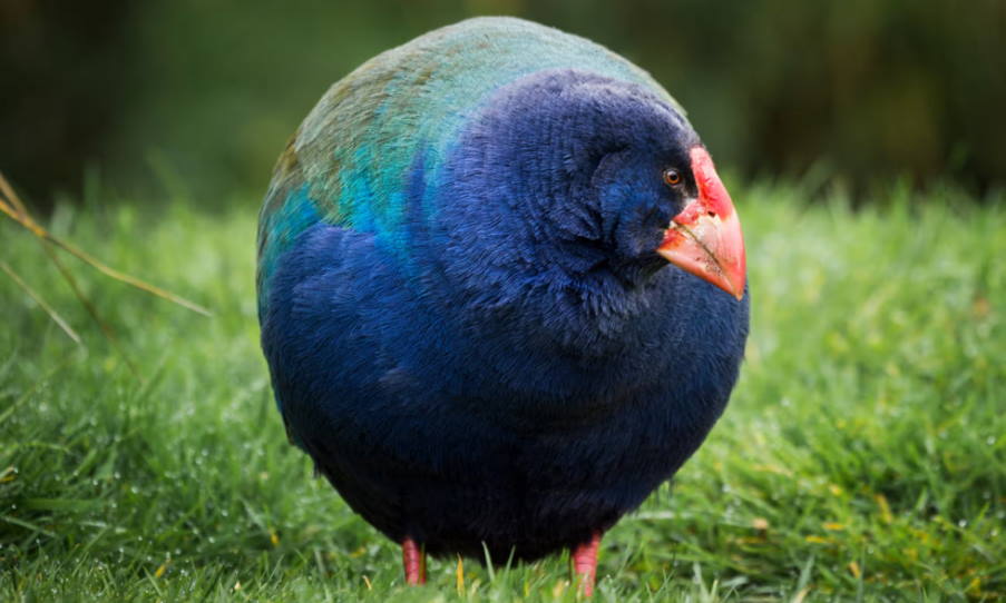 Προϊστορικό πτηνό είχε κηρυχθεί εξαφανισμένο είδος αλλά επέστρεψε στην άγρια φύση της Νέας Ζηλανδίας