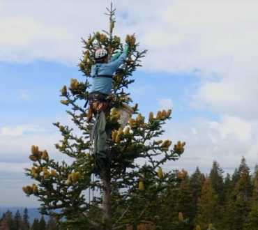 Πώς γίνεται η αναδάσωση στα δάση της Καλιφόρνιας που έχουν πληγεί από τις πυρκαγιές (βίντεο)