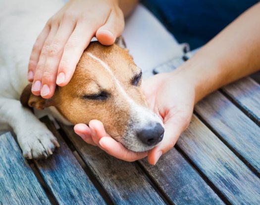 Χάσατε το κατοικίδιό σας; Γραμμή SOS από “topetmou” για να το εντοπίσετε