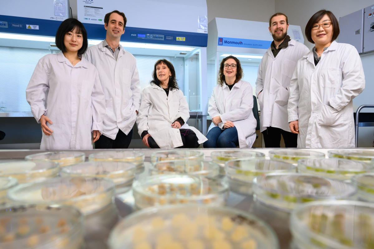 «Γεύση» από το μέλλον: Ιστούς φρούτων στο εργαστήριο «καλλιεργούν» επιστήμονες στη Νέα Ζηλανδία
