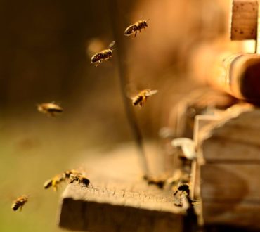 Καναδάς: Αγώνας δρόμου των Αρχών για πέντε εκατομμύρια μέλισσες που το «έσκασαν» (βίντεο)