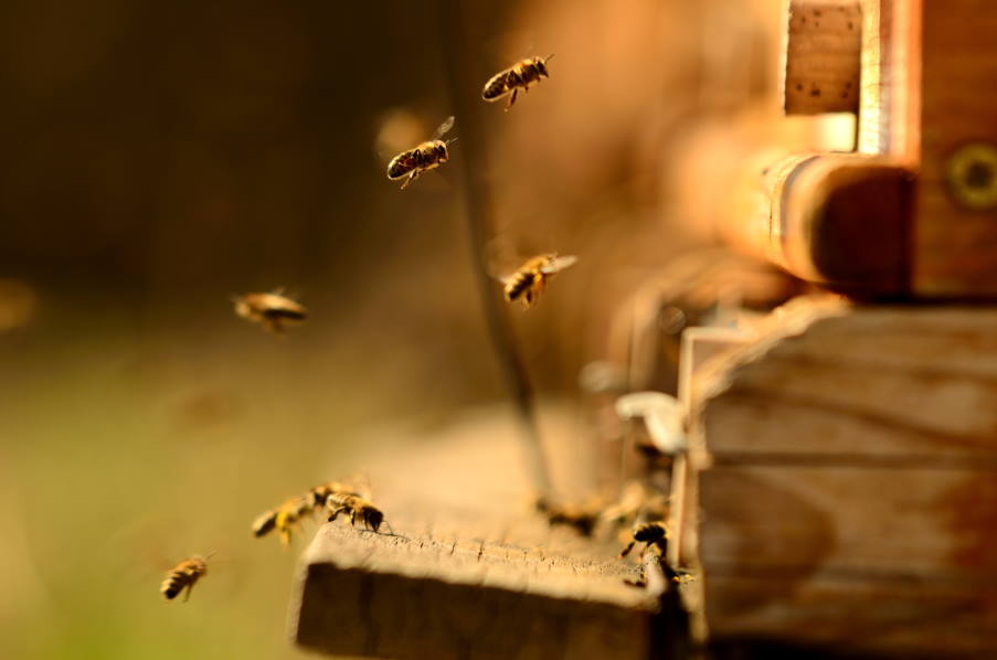 Καναδάς: Αγώνας δρόμου των Αρχών για πέντε εκατομμύρια μέλισσες που το «έσκασαν» (βίντεο)