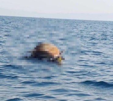 Θεσσαλονίκη: Αποτρόπαιο θέαμα στον Θερμαϊκό - Ψαράδες εντόπισαν νεκρή αγελάδα στη θάλασσα (βίντεο)