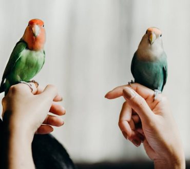 6 διαφορετικά είδη πτηνών που μπορούν να μιλήσουν σαν τον άνθρωπο